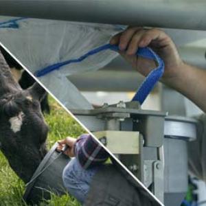 Una persona utiliza una tubería azul para interactuar con una máquina gris mientras sujeta una vaca blanca y negra.